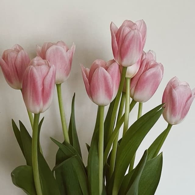 Spring Reset - Deluxe at Align Massage Therapy in Roscoe, IL
